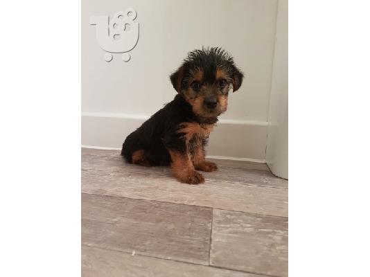 PoulaTo: Yorkshire terrier puppy